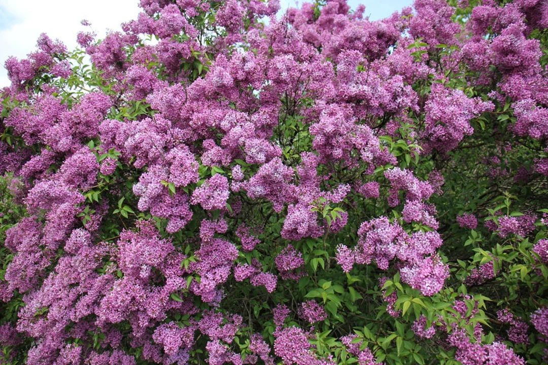 8 Purple Old Fashion LILAC BUSHES - Potted Plant The Most Fragrant Lilac 9 -14"Tall | Etsy (US)