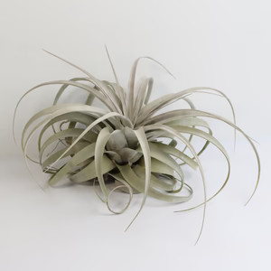 Tillandsia Xerographica Air Plant | Verdant Lyfe