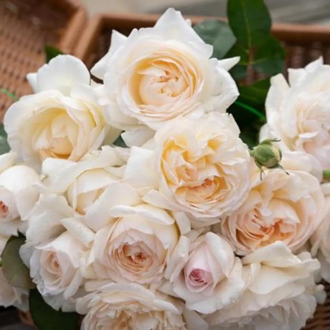 Yuelongsha (moon Cage Sand) 月笼沙 (china 天狼), 1 Gallon - Etsy | Etsy (US)