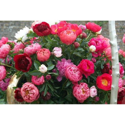 Van Zyverden Set of 3 Peonies Mixed Varieties Roots | Target