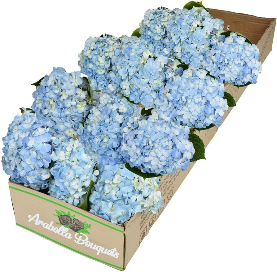 PICK YOUR OWN DELIVERY DATE |12 Blue Hydrangea Bulk Fresh Flowers | Designed by Arabella Bouquets... | Amazon (US)