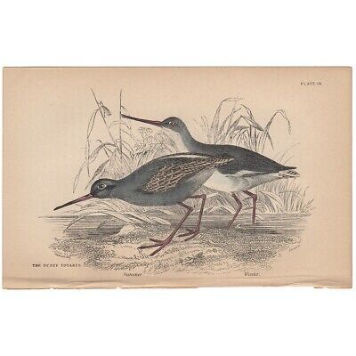 Jardine/Lizars antique hand-colored engraving bird print 14 Dusky Totanus  | eBay | eBay US