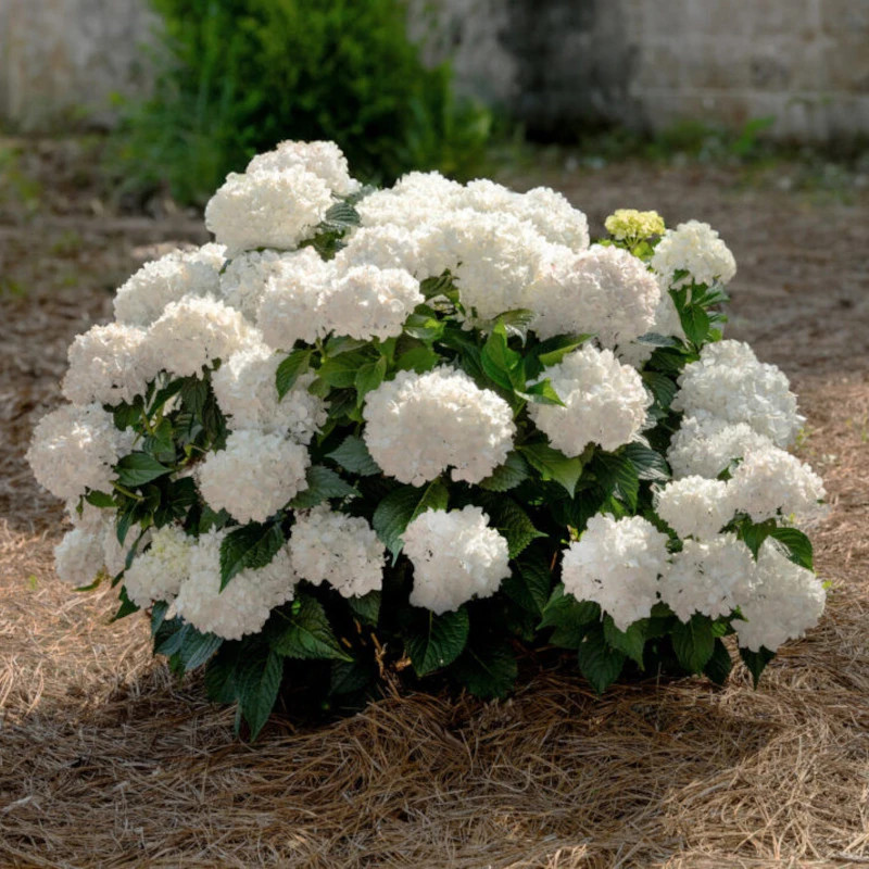Endless Summer® DreamCloud® Hydrangea | Plant Addicts