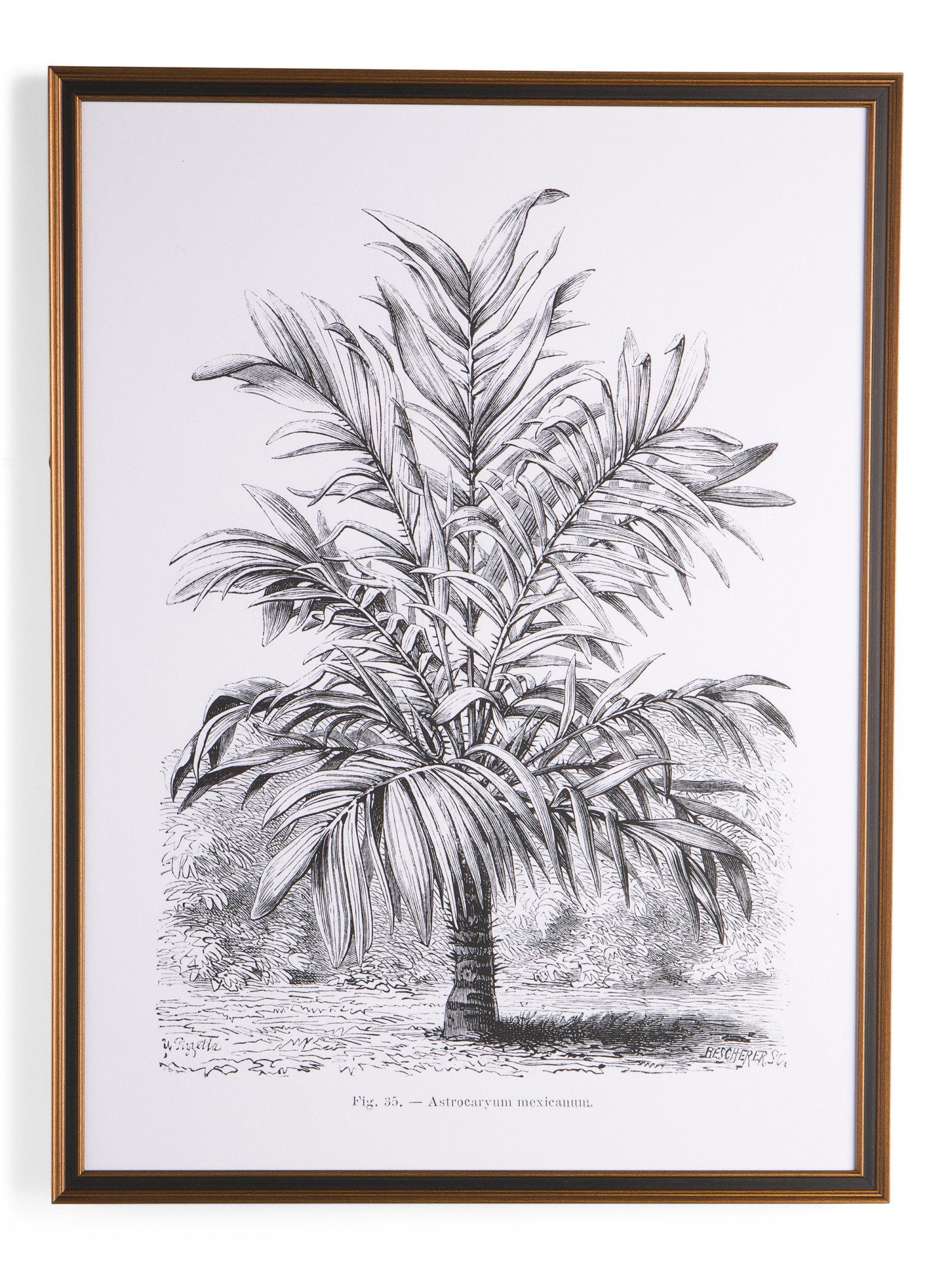 30x40 Palm With Ornate Frame Wall Art | Home | Marshalls | Marshalls