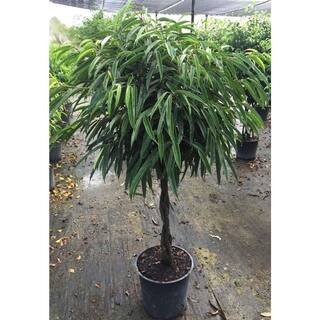 Ficus Alii Braid Tree