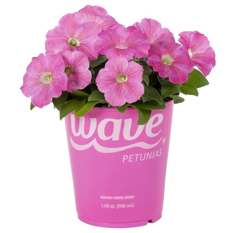 Wave 1 Quart Pink Petunia Annual Live Plants (5 Count) with Grower Pot | Walmart (US)