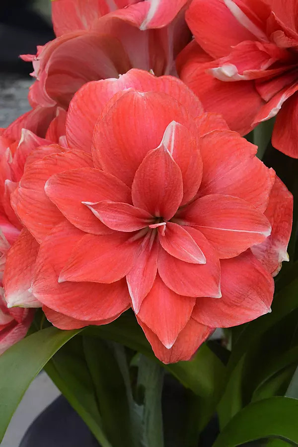 Amaryllis ‘Double Dream’ Bulb | Terrain