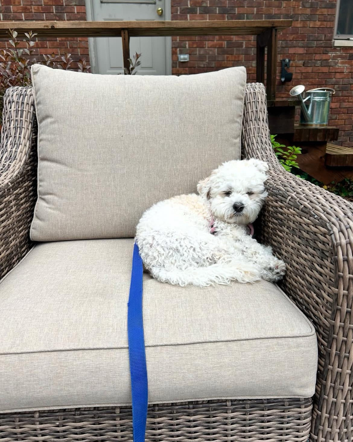 The club chairs are so nice, we bought them twice. ☺️☺️We have 2  sets of these, they are so sturdy and have held up really well. Obviously, they are all also Olive (dog)’s favorites. I’m putting them out this week and can’t wait for porch & patio season! 

#LTKSeasonal #LTKHome #LTKFamily