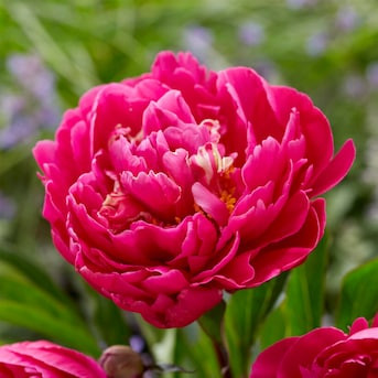 Garden State Bulb Pink Karl Rosenfield Peony Flower Bulbs 3 Count | Lowe's