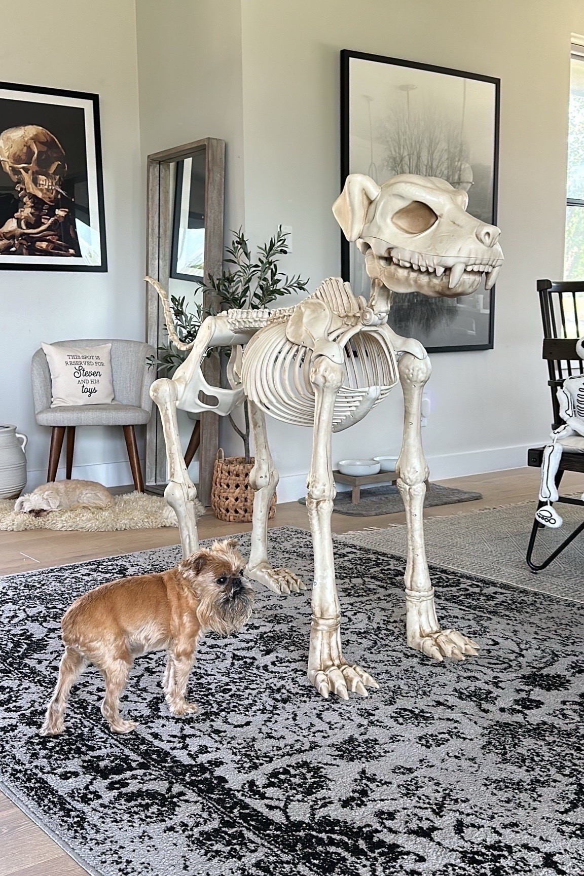 I found our skeleton dog back in stock!

#LTKSeasonal #LTKHome