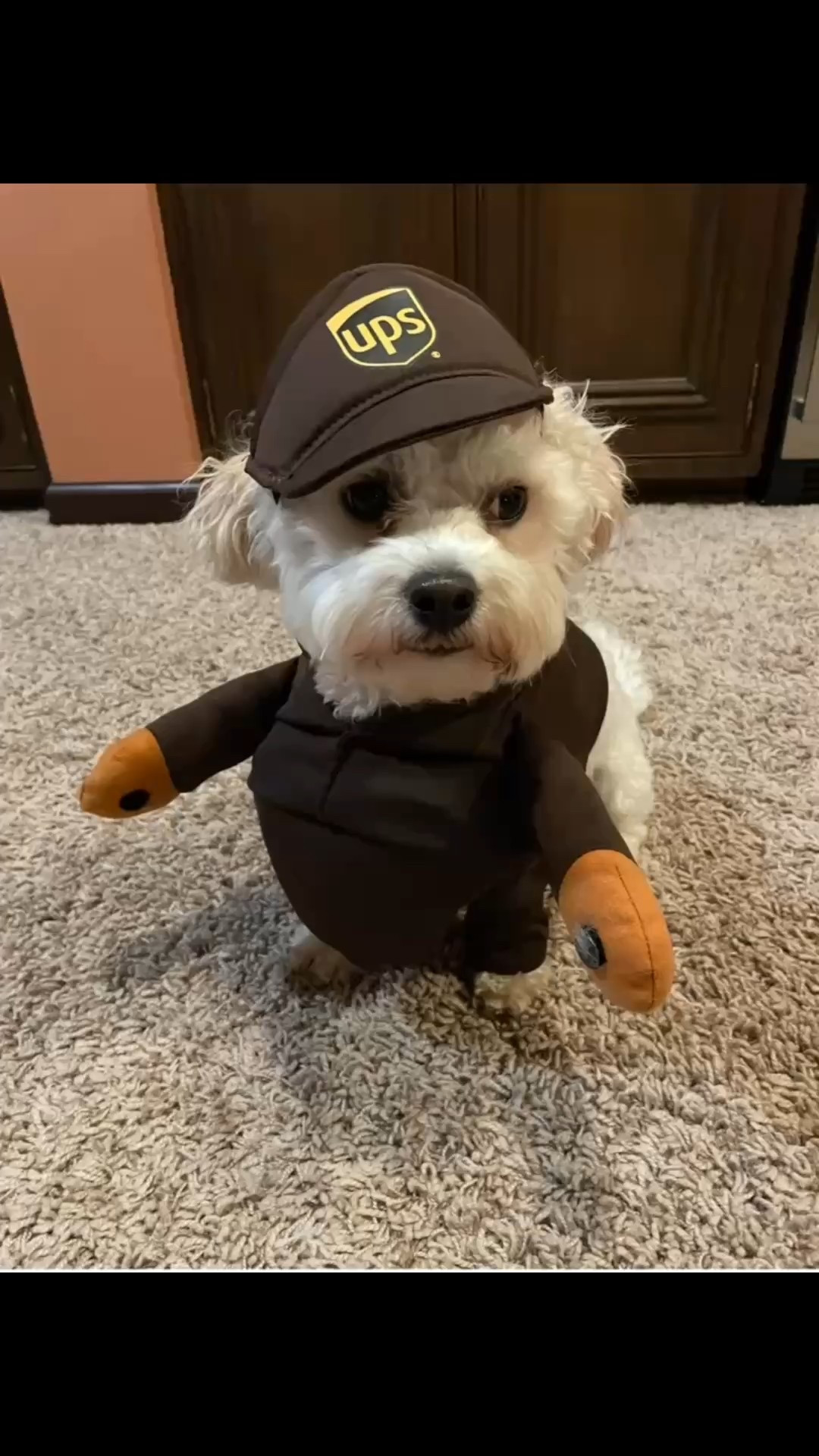 Is your fur baby ready for the spooky season? We sure enjoy dressing Miss Olive up. She has been a UPS driver a few different times. And we get a kick out of it every time!!
#upsdogs
#upsdrivercostume

#LTKPets #LTKHalloween
