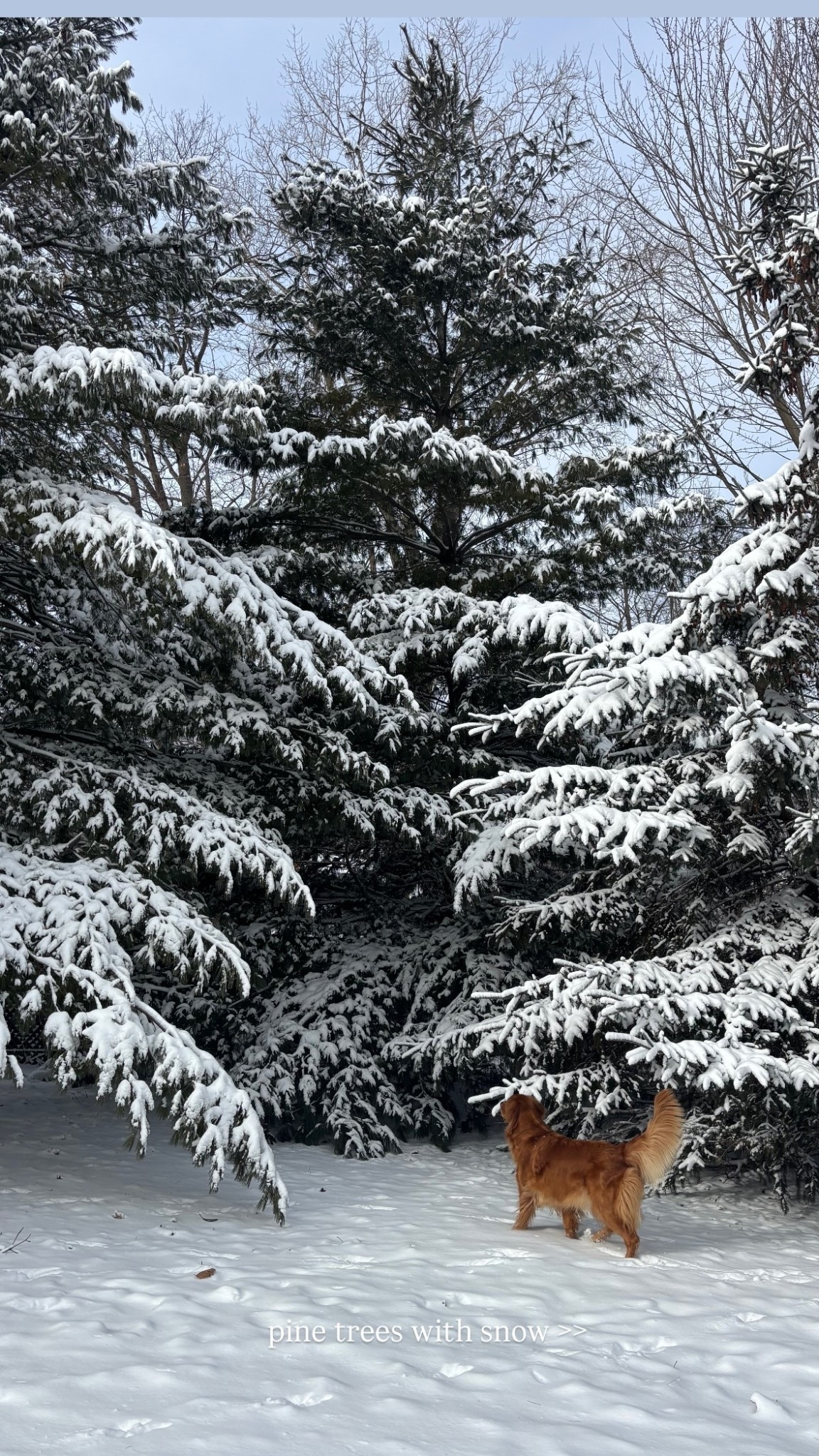 pine trees with snow >>

#LTKdayinmylife
