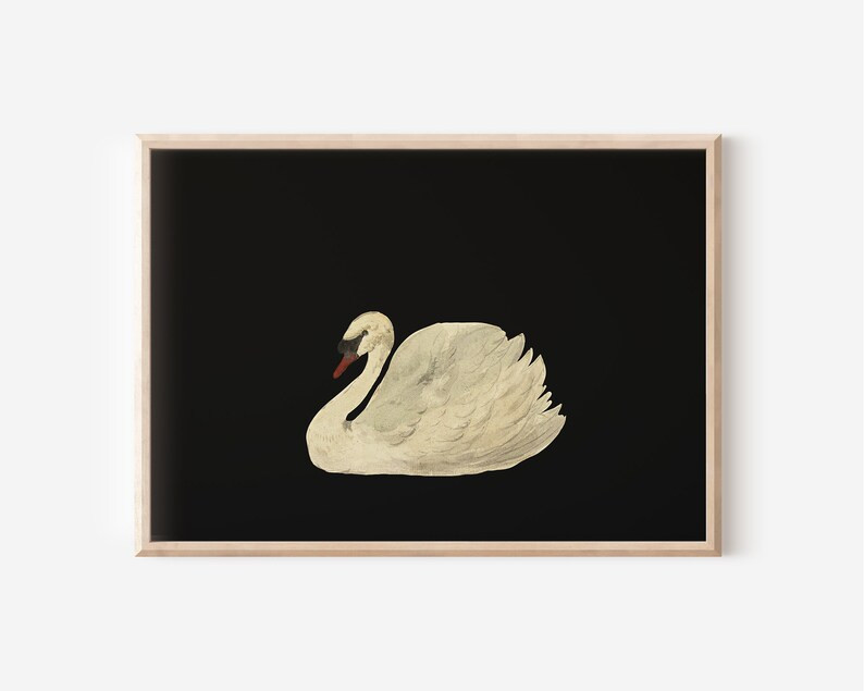 Antique Swan Painting | Downloadable Prints | Print Yourself | Digital Prints | 19th Century Art | Etsy (US)