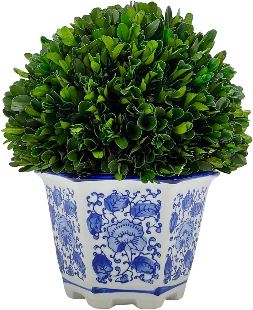 Galt International Naturally Preserved Real Boxwood Ball in Hand-Painted Blue and White Ceramic P... | Amazon (US)