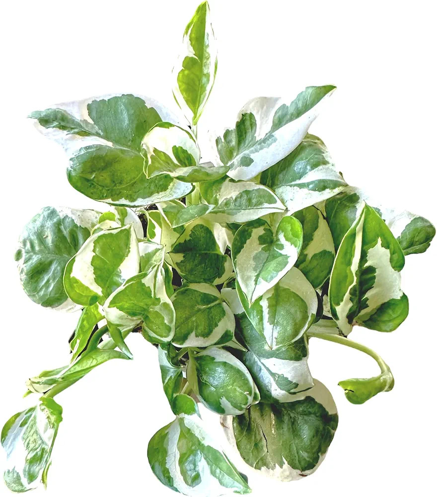 Pothos N’Joy Live Indoor Plant, 4 inch Pot, Variegated White and Green Leaves - Easy to Care fo... | Amazon (US)