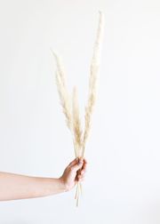 Pack of 6 - Smooth Natural Tan Pampas Grass - 25-29.5" | Afloral (US)