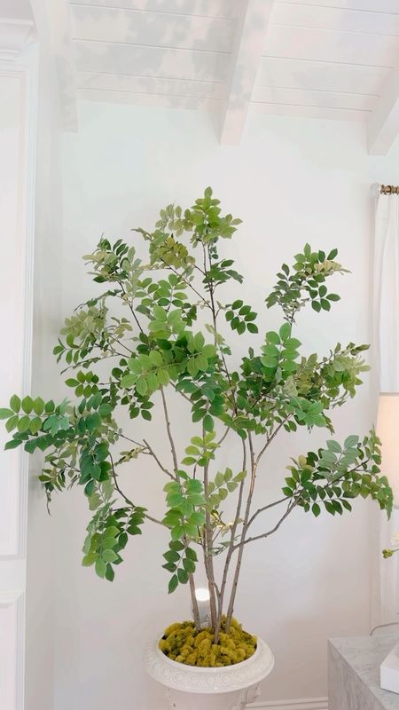 I love a beautiful faux tree and a warm uplight to reflect the leaves on the ceiling and walls behind it 🌳 
They don’t make my uplight any longer, so I’ve linked several from Amazon that are similar. I like to plant my uplight in the pot right underneath the tree so you can see the leaves on the ceiling. I simply cover the base with Moss. 


#LTKsalealert #LTKfindsunder100 #LTKhome