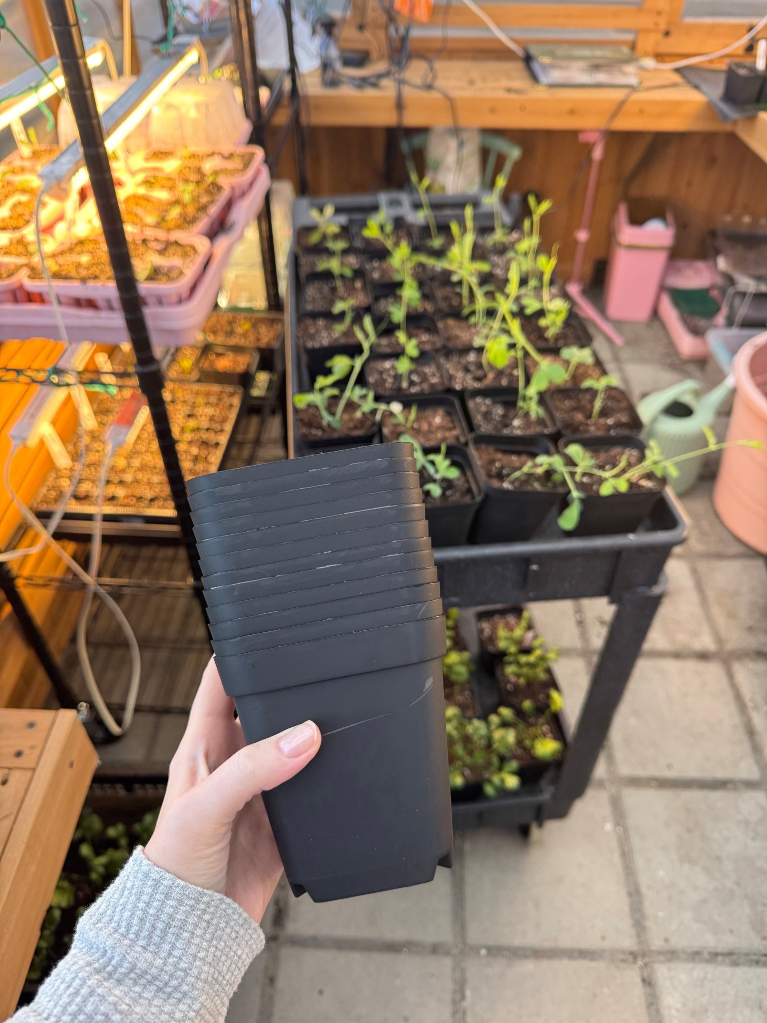 If you’ve planted seeds, you’ll likely have to pot them up before going outside and these are amazing! So sturdy and great price. I’ll use them for years.