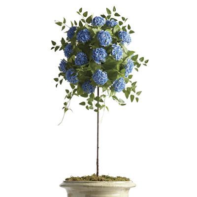 Outdoor Blue Snowball Hydrangea Potted Plant | Frontgate | Frontgate