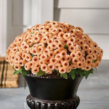 Mum Urn Filler | Grandin Road