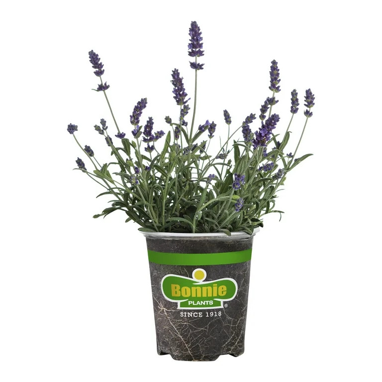 Bonnie Plants Lavender, 19.3 oz., Live Plant | Walmart (US)