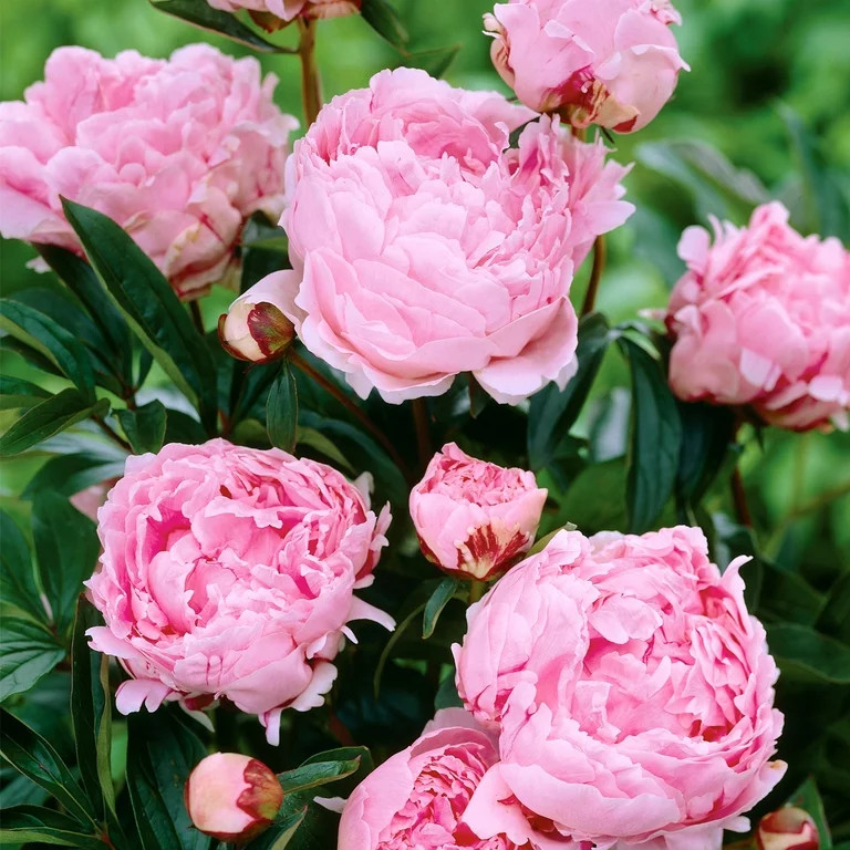 Van Zyverden Peony Sarah Bernhardt Dormant Bare Plant Root Partial Sun; 3-6hrs Pink | Walmart (US)