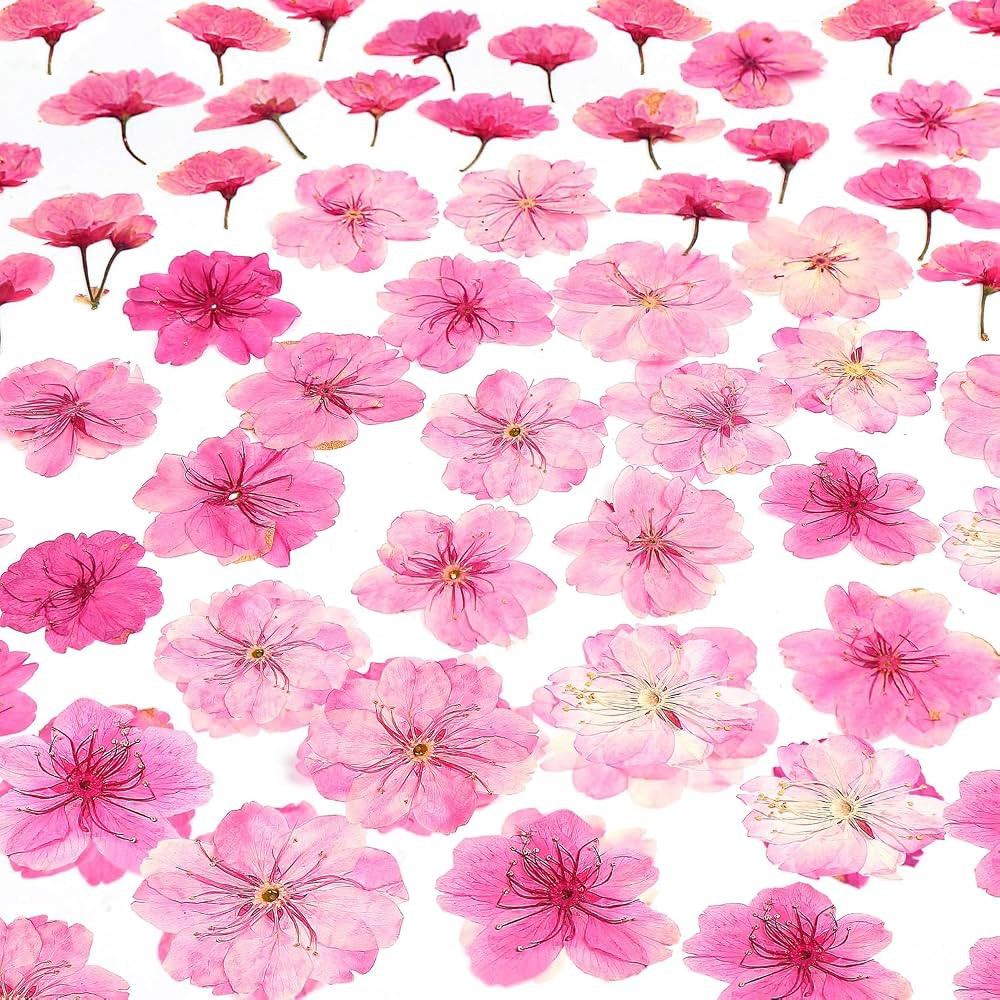 48 Pcs Mix Cherry Blossom Natural Dried Pressed Flowers for Cake Decorating, Real Dry Flower for ... | Amazon (US)
