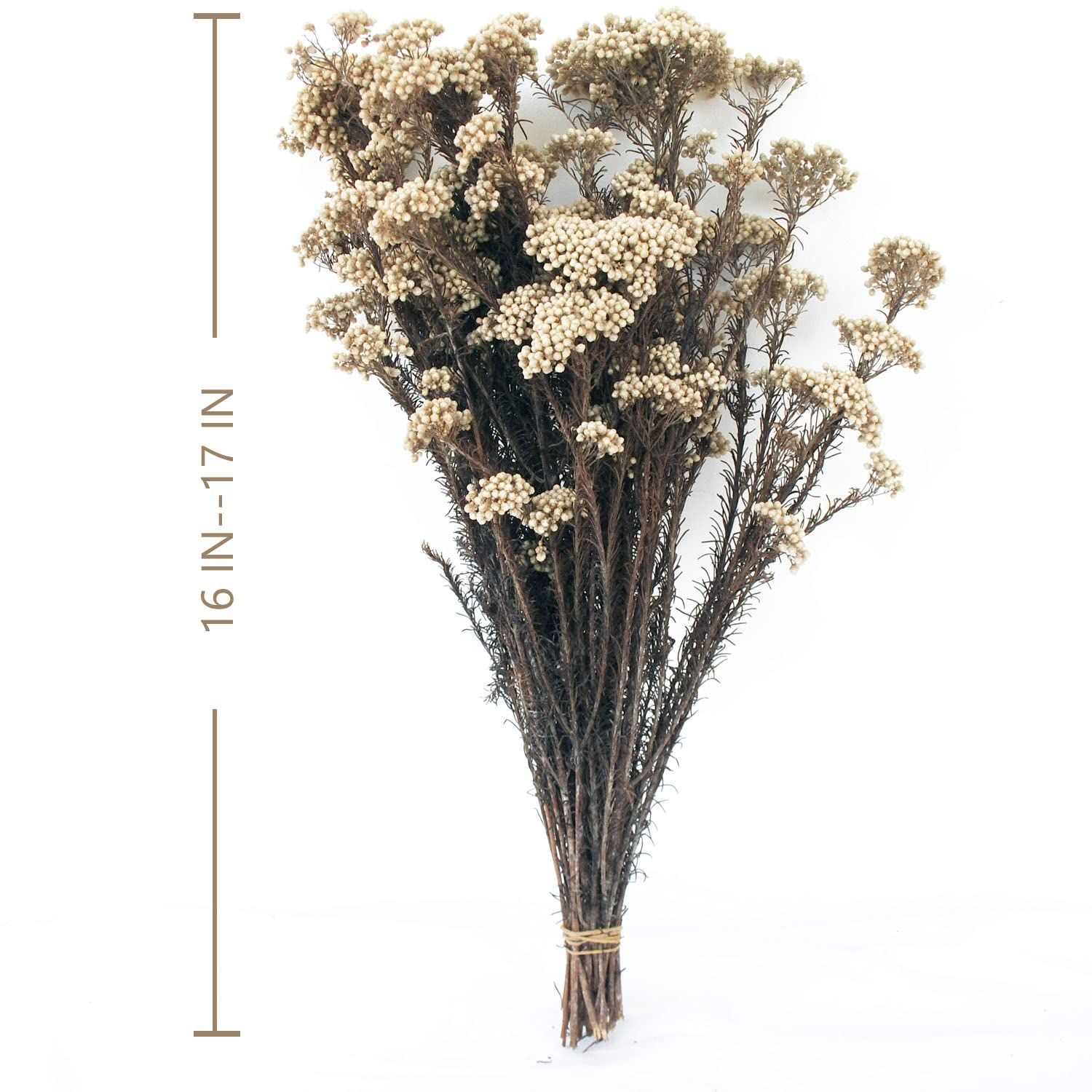 Dried Flowers For Fall | Amazon (US)
