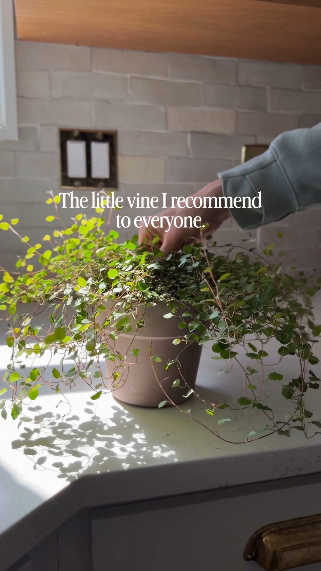 The little vine I recommend to everyone 🌿

It grows so quickly and adds the prettiest trailing greenery to any space.

For care: I keep mine in bright, indirect light and water when the soil dries out. It also loves a good trim to keep it full and encourage new growth.

angel vine plant, trailing houseplant, indoor vine plant, Etsy plant find, cottagecore decor, European cottage decor, cozy home decor, plant styling

#LTKHome #LTKfoodie