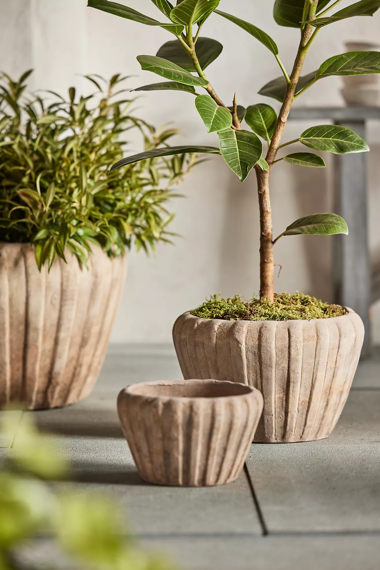 Ribbed Terracotta Low Taper Pot | Terrain