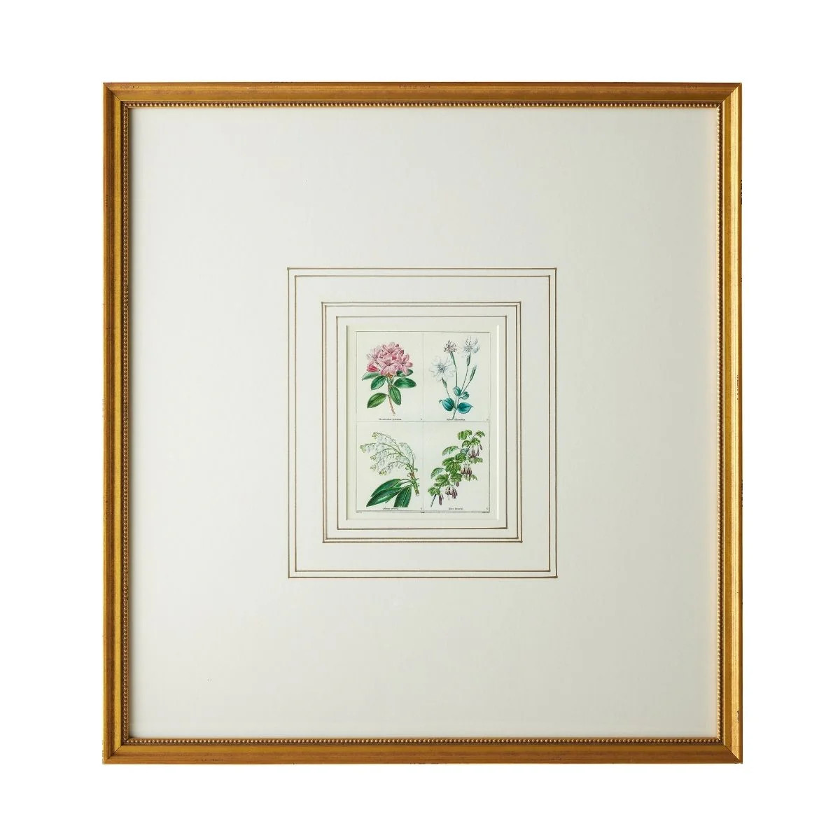 English Botanical Print VI | Caitlin Wilson Design