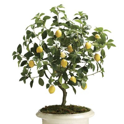 Outdoor Lemon Tree | Frontgate