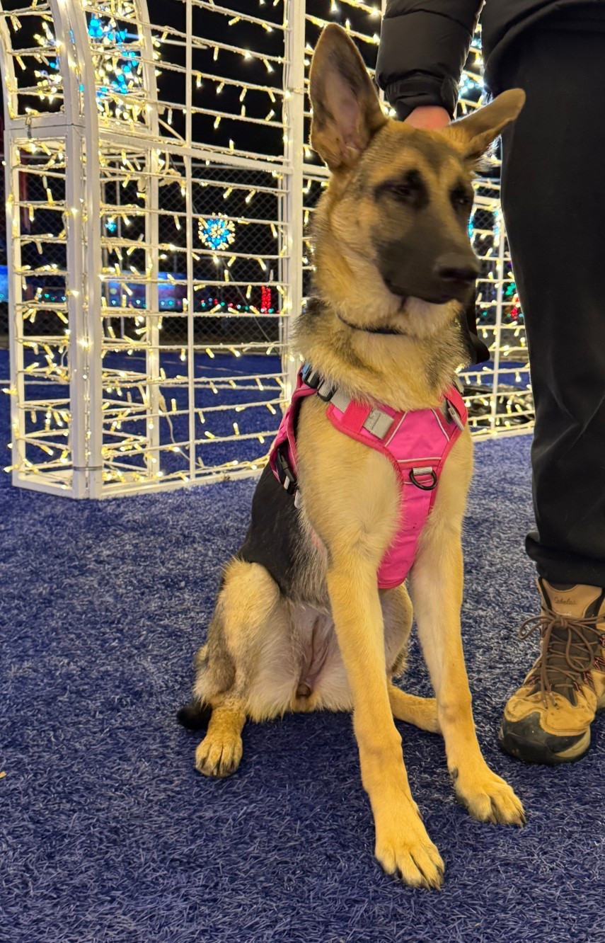 Walking harness for pulling! 

#dog #puppyessentials #germansheppard #walkingharness #pink #dogessentials #leash 

#LTKActive #LTKSeasonal #LTKootd