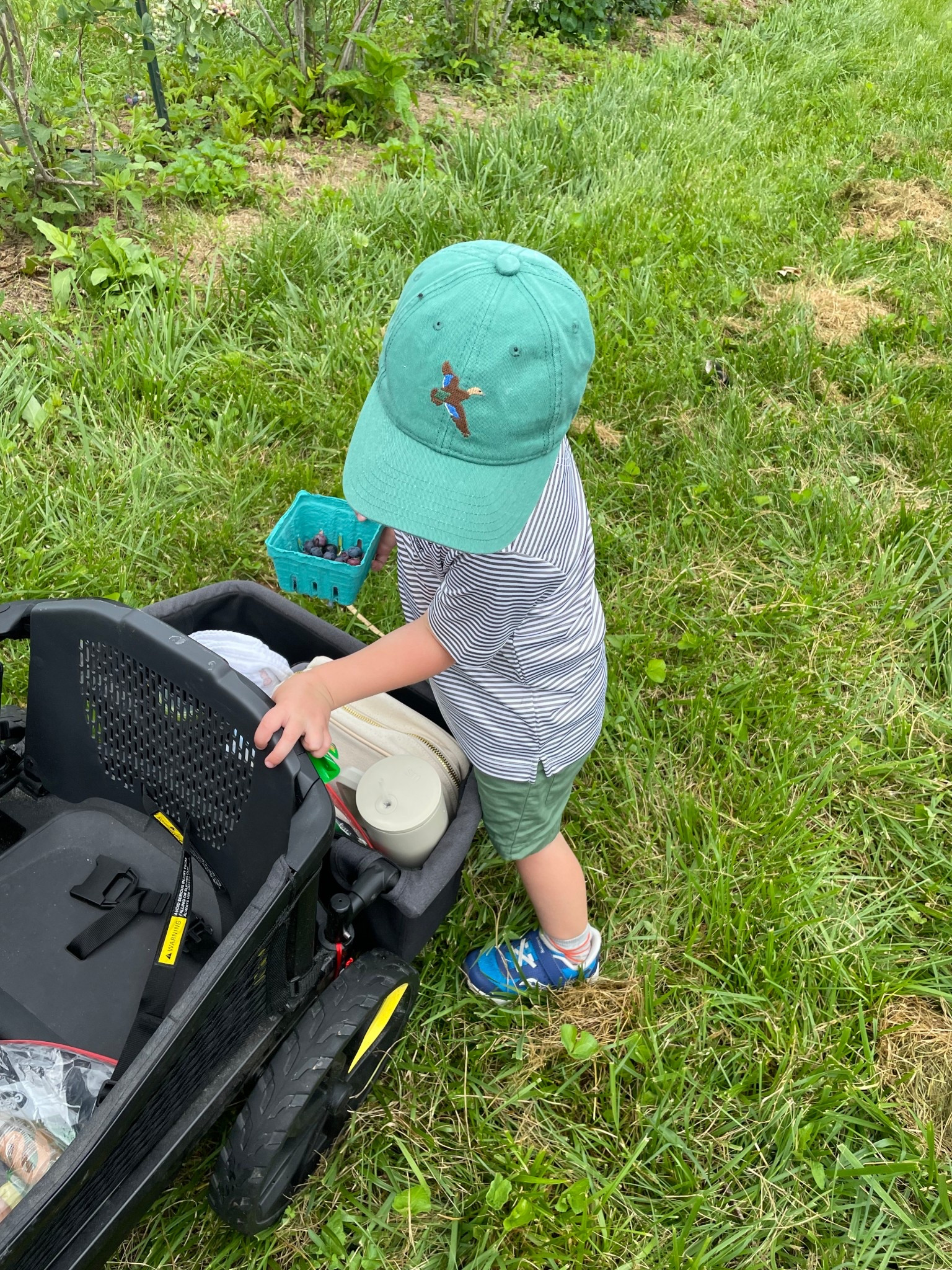 Blueberry picking essentials 🫐

#summer #summertime #kidsstyle 

#LTKFindsUnder50 #LTKSummerEdit #LTKKids