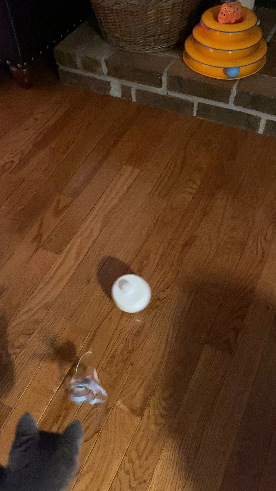 Cat toy to keep them busy!! 😻
#cattoys

#LTKdayinmylife