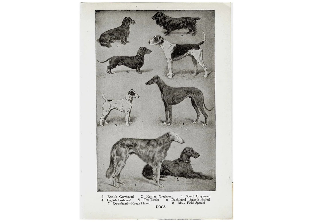 C. 1946 DOGS Lithograph Original Vintage Print Dog Print Greyhound Dachshund Spaniel Foxhound Ter... | Etsy (US)