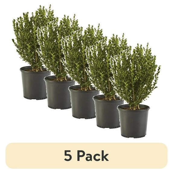 (5 pack) Expert Gardener Wintergreen Boxwood Live Shrub in 1-Gallon Grower Pot | Walmart (US)