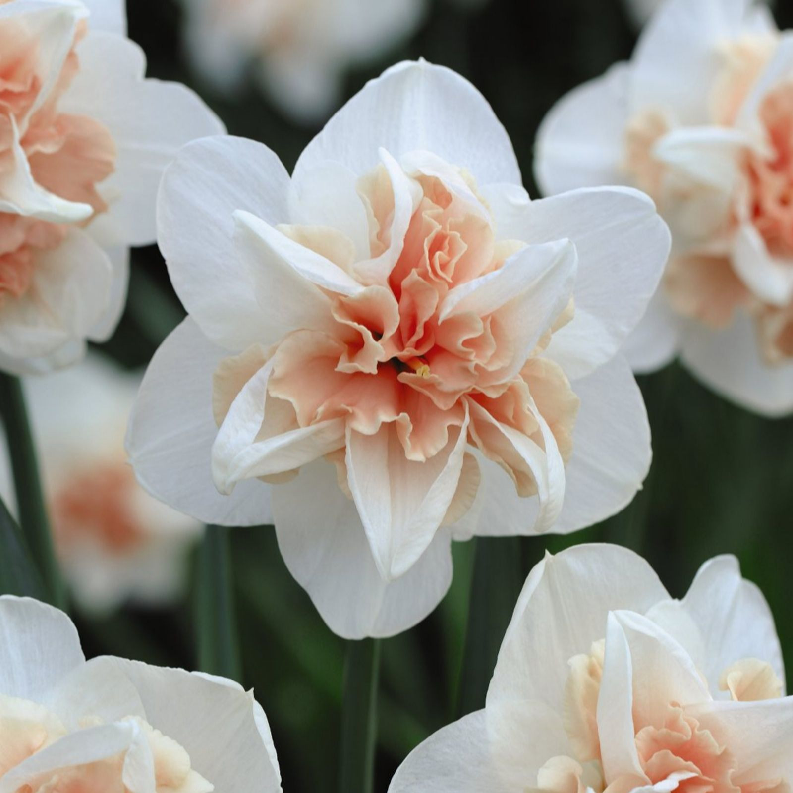 Thompson & Morgan Daffodil Replete Improved 20 Bulbs | QVC UK