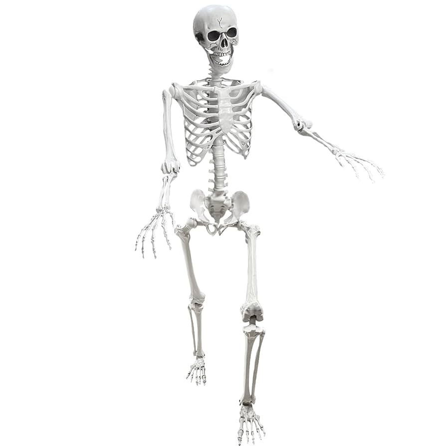 Lodou 5.4Ft Posable Life Size Human Adult Skeletons Plastic Human Bones with Movable Joints for H... | Amazon (US)