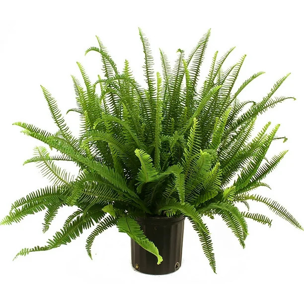 Delray Plants Live Kimberly Queen Fern Plant in 10 inch Grower Pot | Walmart (US)