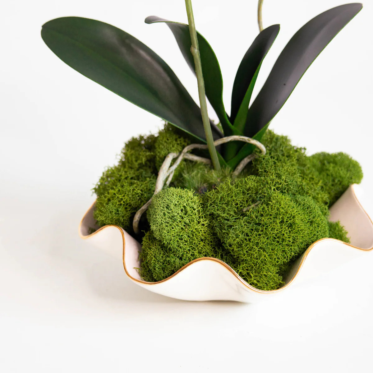 Preserved Reindeer Moss | Susan Gordon Pottery