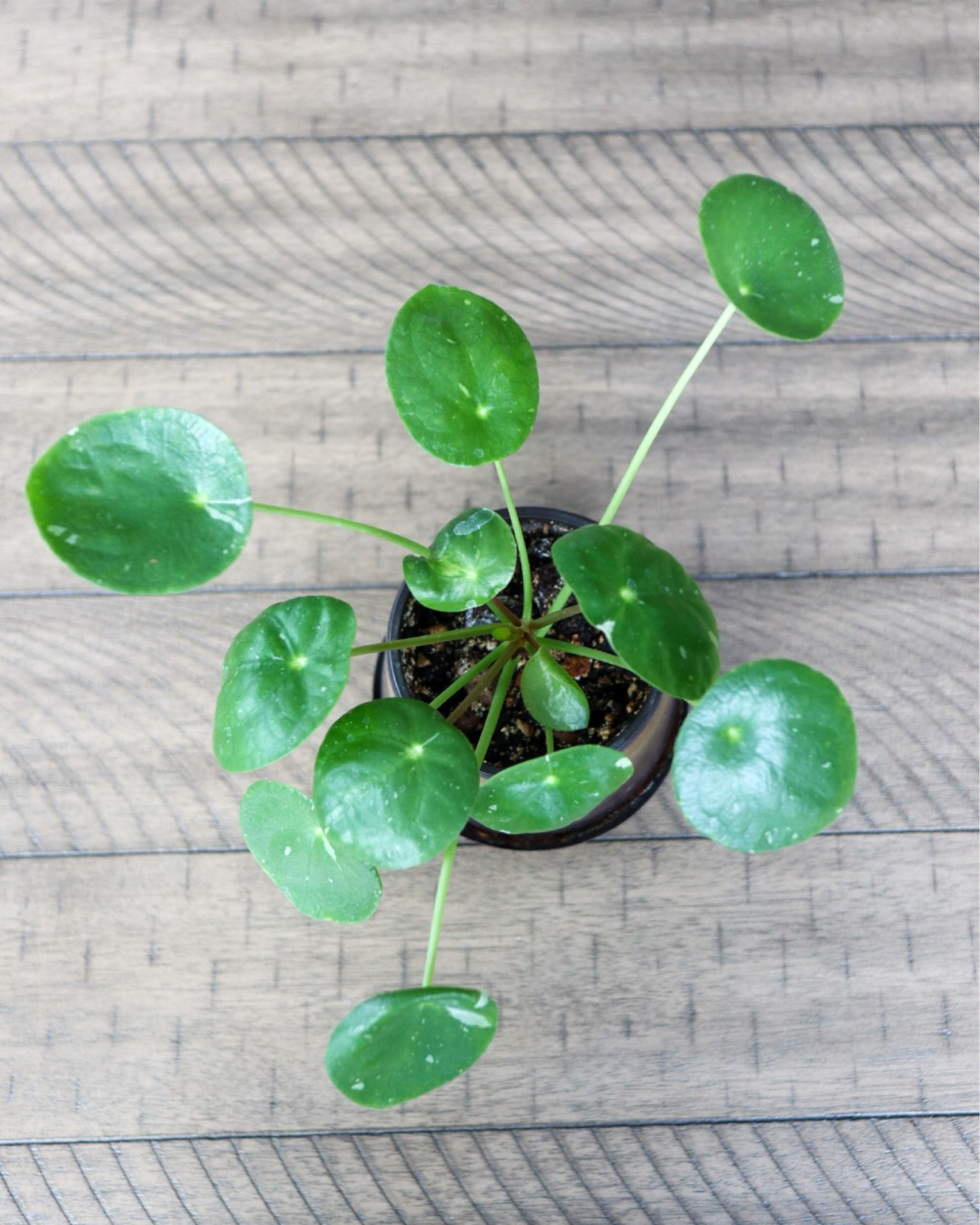 I love my Pilea Peperomioides— these are variegated 😍 

#LTKSeasonal #LTKfindsunder50 #LTKhome