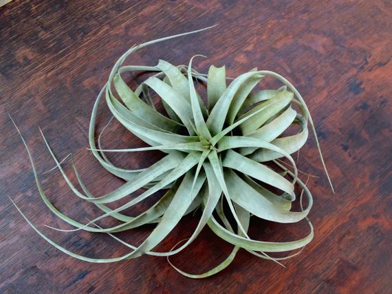 Xerographica Air Plant -FREE SHIPPING! | Etsy (US)