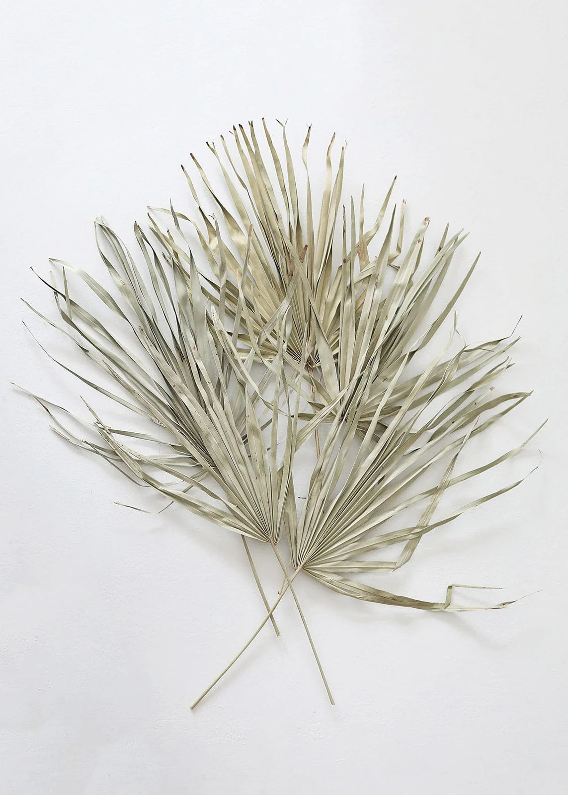 Dried Sun Palm Leaves at Afloral.com | Natural Fan Palm Spears | Afloral