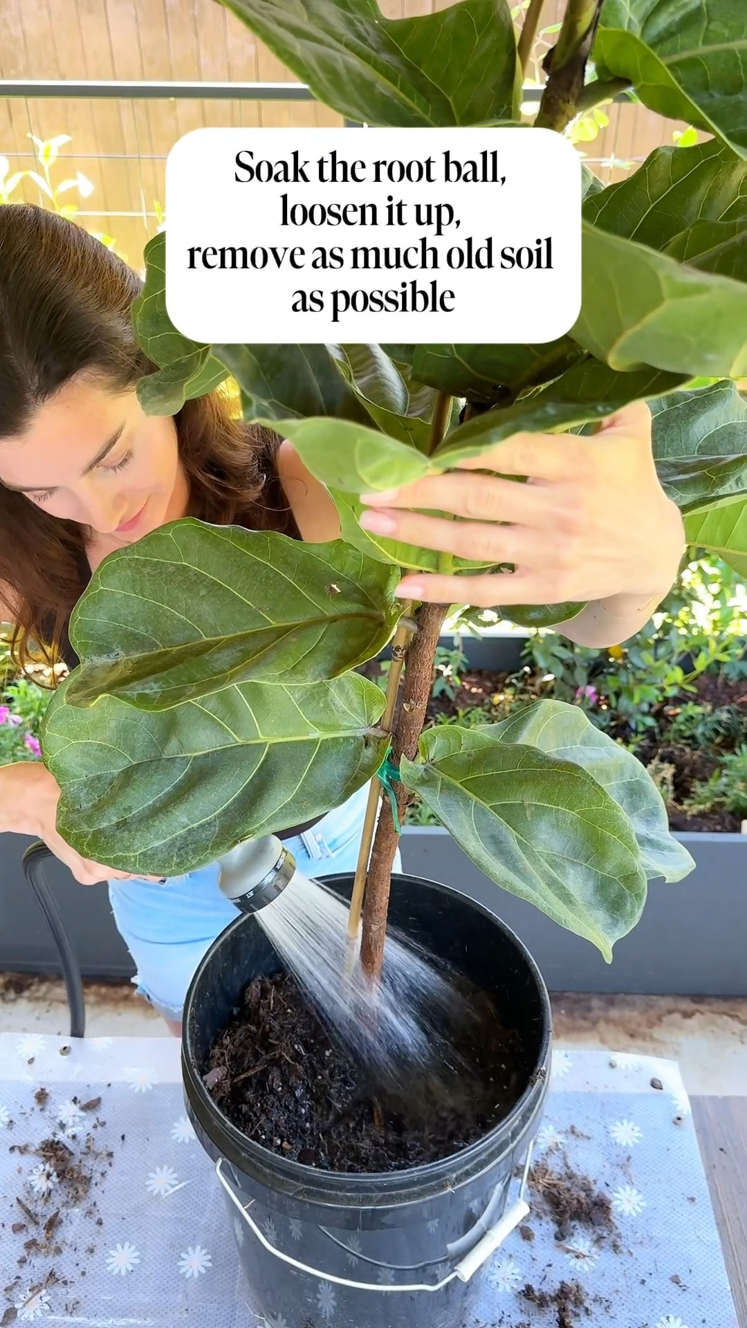 Your new fiddle leaf fig deserves the best start — and it all begins before it even comes inside. 

Here are the 3 things I always do first:

1️⃣ Check and refresh the soil. Bad soil = unhappy fiddle. Soak the root ball, remove the old soil, and repot into fresh well-draining soil with good drainage.
2️⃣ Clean the leaves. Soak, clean, and wipe them down so they can actually breathe and absorb light.
3️⃣ Don’t prune just yet. I know it’s tempting but wait 4 to 6 weeks — pruning too soon will stress it out.

Once it’s pest-free, it comes inside immediately and finds a bright indirect light spot. 🌞

Save this for the next time you bring home a fiddle leaf fig. 🌿

#fiddleleaffig #plantcare #planttips #houseplants #plantmom

#LTKOver40 #LTKHome #LTKBeauty