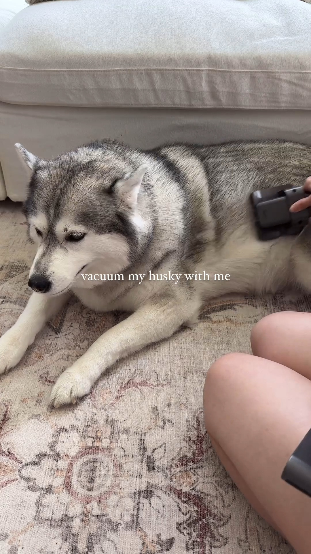 this is the best cordless vacuum cleaner i’ve ever used! perfect for cleaning pet hair. 

amazon vacuum, handheld vacuum, dyson vacuum, pet essentials, pet finds 

#LTKHome