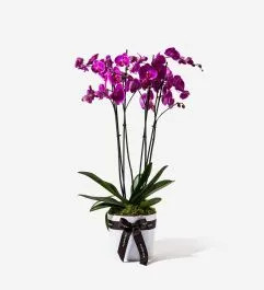 Sky High Orchid – Pink Magic | FLOWERBX