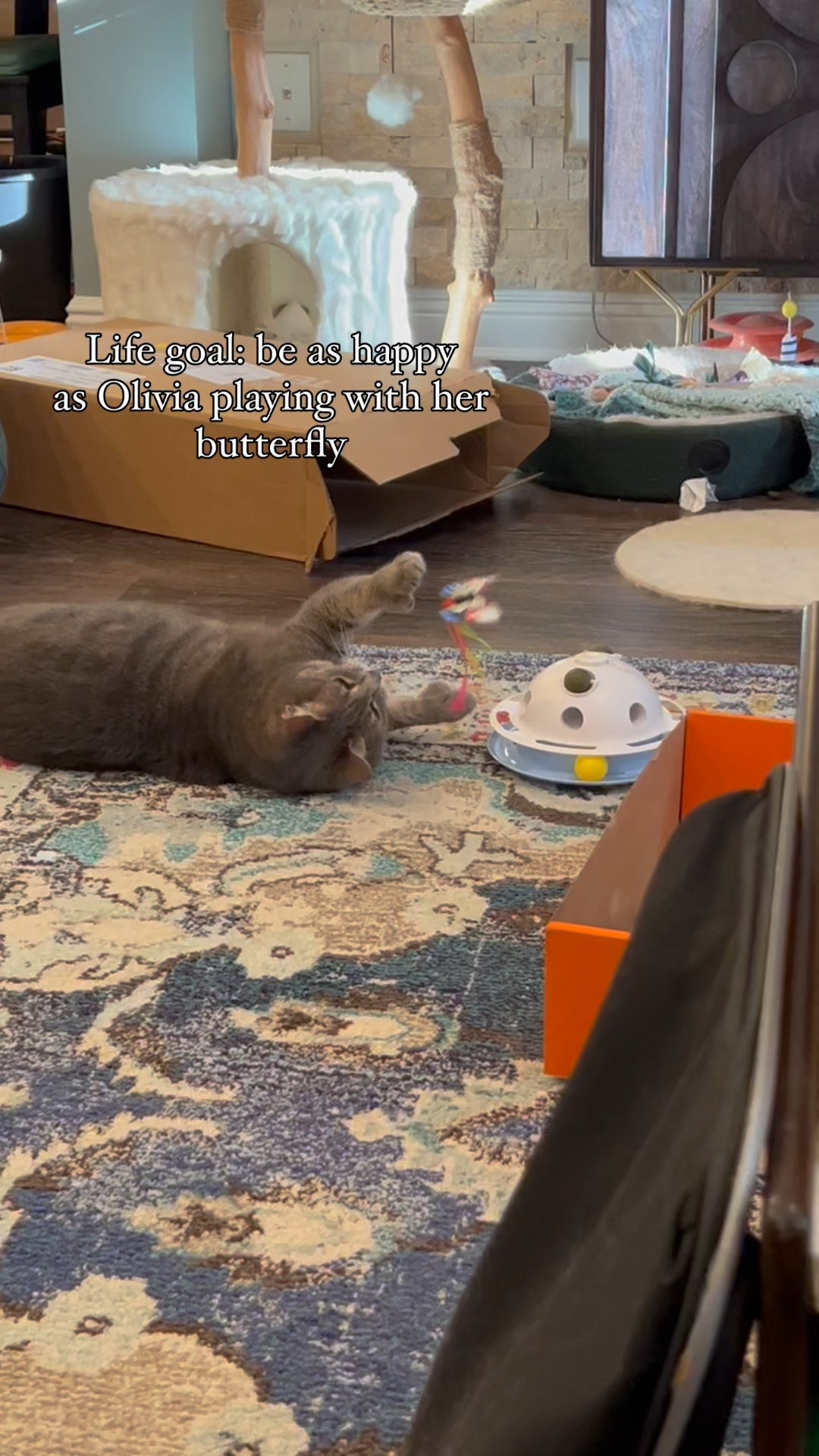 Life goal: be as happy as Olivia playing with her butterfly 🦋💚😻 tagging this ever popular interactive cat toy here, along with a few more of my cats’ favorite toys! 

#LTKHome #LTKFamily #LTKPets