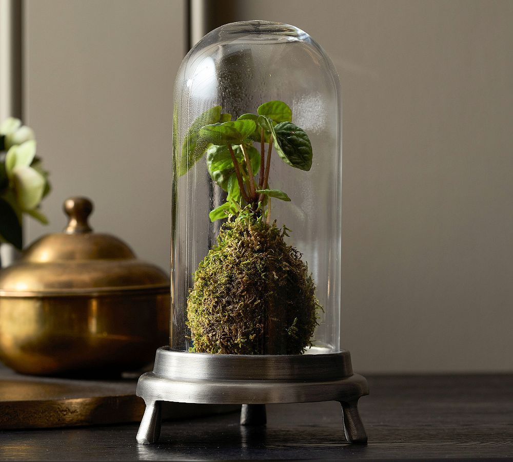 Chris Loves Julia Glass Cloche | Pottery Barn (US)