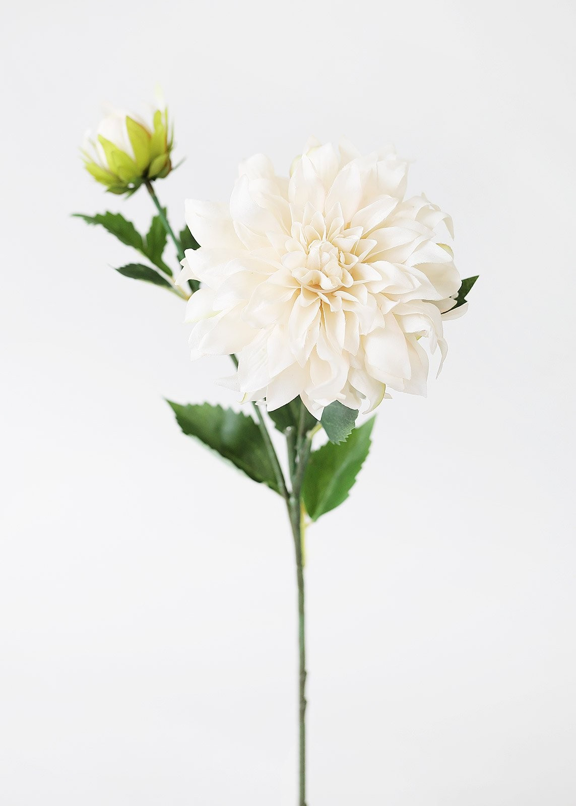 Cafe au Lait Dahlia Flower in Ivory - 4.5" Bloom | Afloral (US)